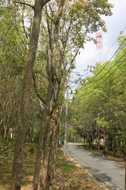 istock Environment of tropical country, Thailand 1169880290