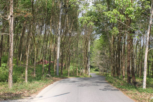 istock Environment of tropical country, Thailand 1169880303