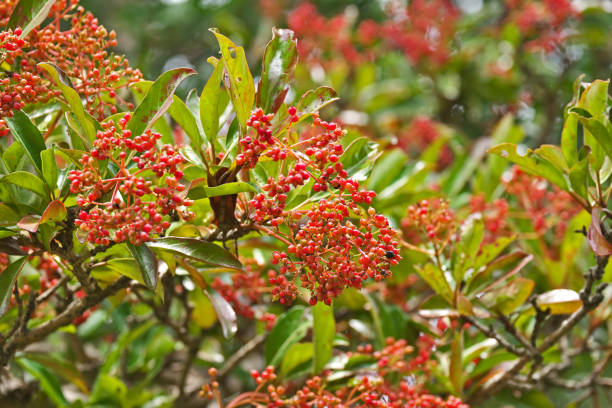 istock Viburnum odoratissimum 1169881362