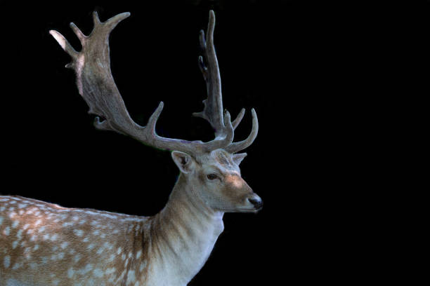 istock The fallow deer (Dama dama) with velvetantlers ,black background 1169882925