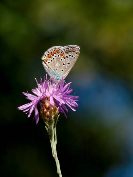 istock Common Blue Butterfly, Polyommatus icarus, on a centaurea flower. Gorgeous background. 1169886298