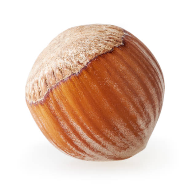 istock Hazelnut isolated on white background with clipping path 1169886986