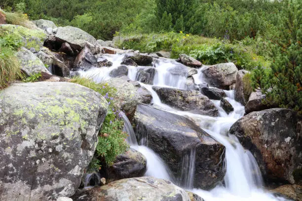 The water of a mountain river with rocks in the High Tatras, Slovakia. Mountain river, rocks, wild flowers and dwarf-pine scenery.