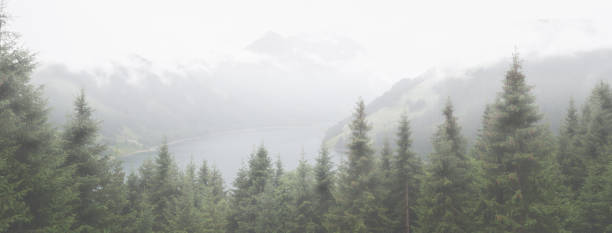 istock Spruce trees and a lake with mountains in fog 1169890255