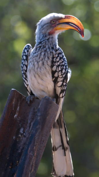 istock Southern yellow-billed hornbill perched on a post 1169890460