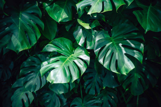 istock Dark green leaves monstera or split leaf philodendron 1169891409