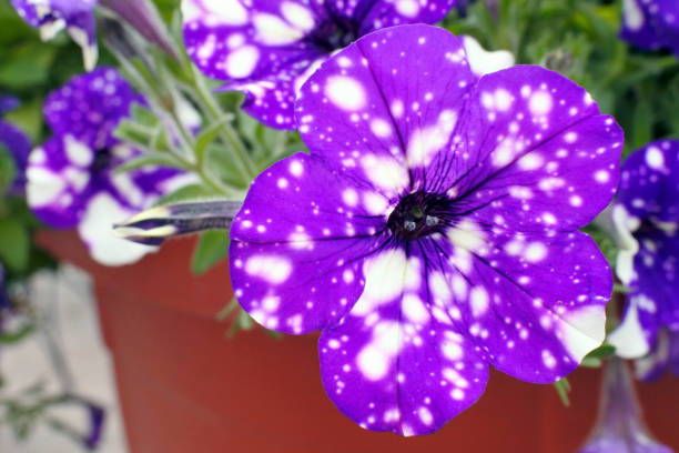 istock bright beautiful Petunia Constellation Virgo 1169891436