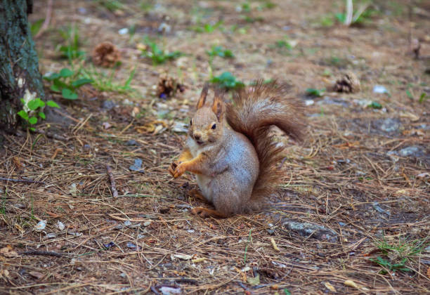 istock Cute funny fluffy red squirrel looking for food 1169892461