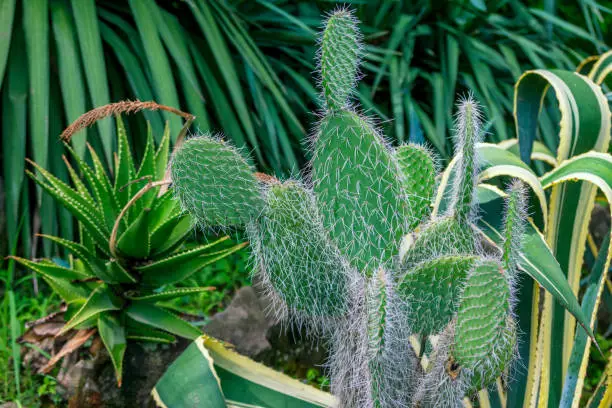 View of Opuntia galapageia cactus with green fleshy stem and white needles, growing in the garden. Succulent plant.