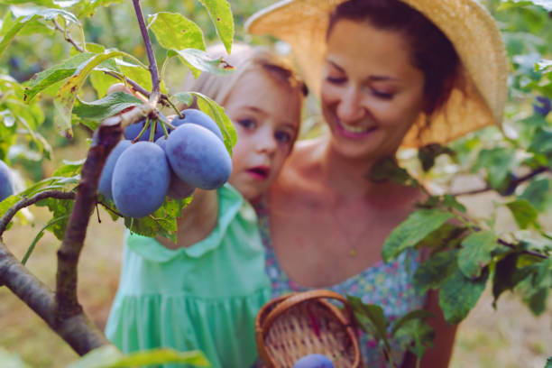 la giovane donna e sua figlia raccolgono prugne mature dal ramo dell'albero nella loro fattoria biologica frutta madre e bambino nel giorno d'estate - women smiling mature adult portrait foto e immagini stock