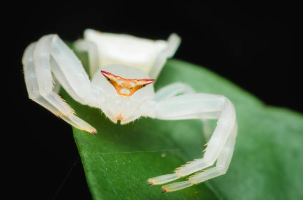 white crab spider standing on green leaf and looking the lens.