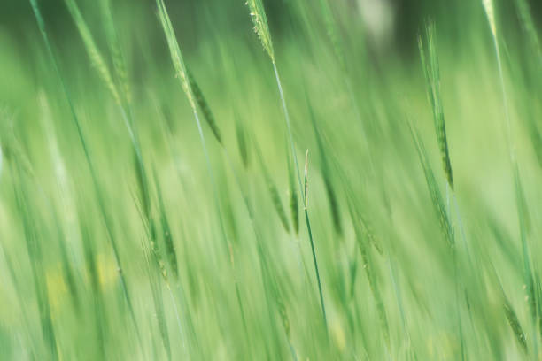 istock Young rye ears on blurry nature background. Sunlight and lens flare 1169895280