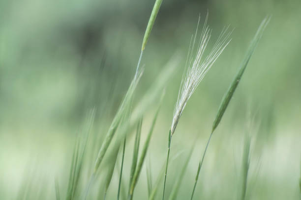 istock Young barley ears on blurry nature background. Sunlight and lens flare. 1169895401