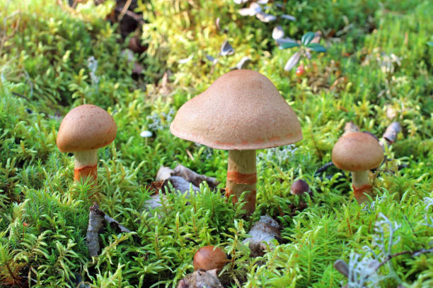 istock Cortinarius armillatus. Three mushrooms in August 1169896162