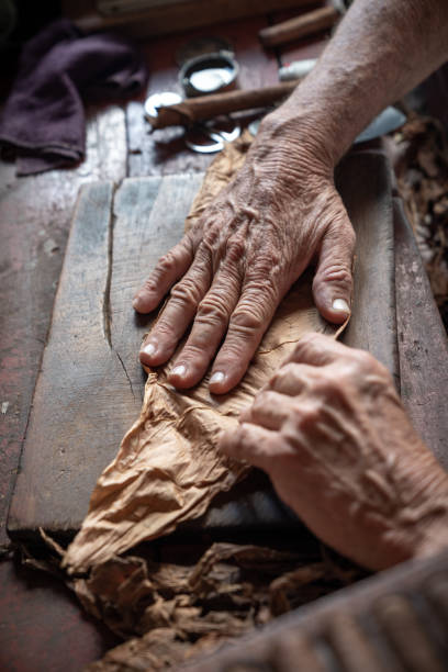 istock Cigar rolling or making by supporter in Cuba, Pinar del Rio province 1169896500