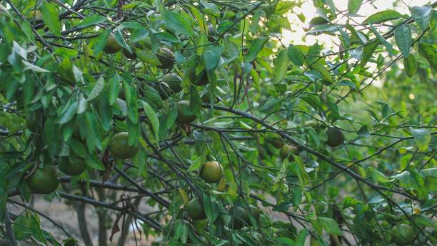 istock the fresh orange plants in the garden 1169896643