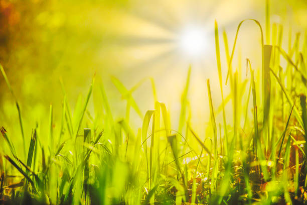 istock Bright spring grass field with sunlight bokeh background,Beautiful view on the fresh green lawn in the sunshine. Refreshing morning 1169897358