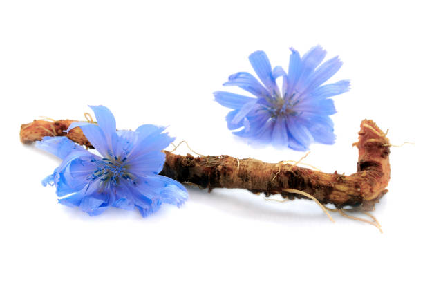 a raiz e as flores da chicória são isoladas no fundo branco. flores azuis da chicória. - succory - fotografias e filmes do acervo