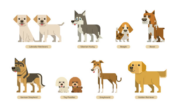 ilustrações de stock, clip art, desenhos animados e ícones de vector set of dogs with flat style - beautiful friendship wildlife nature