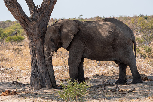 Elephant Leaning with Head Against Trunk of a Tree, Sleeping in Botswana