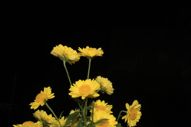 istock Beautiful yellow daisy flowers isolated on black background. 1169900532