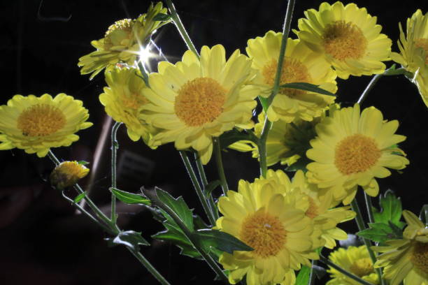 istock Beautiful yellow daisy flowers isolated on black background. 1169900549