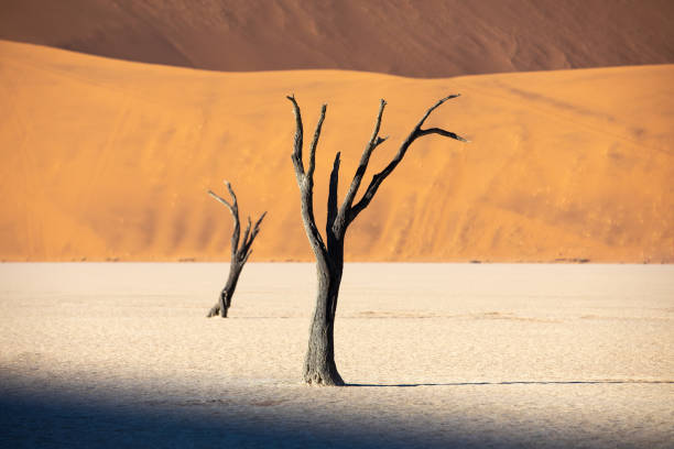 istock Dead acacia trees in Deadvlei at sunrise. 1169902729