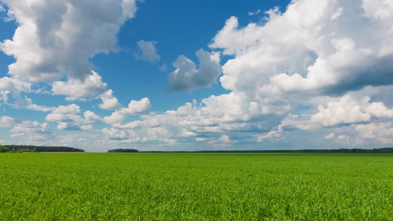 Beautiful landscape, sky and green fresh grass. Grass and sky at beautiful day.