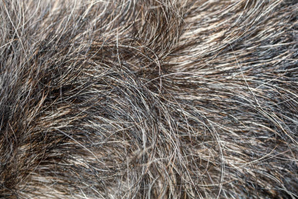istock Close up gray dog skin for pattern and background 1169903604