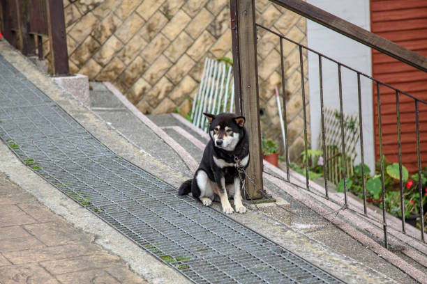 istock The black dog sit down wait people come back home 1169903624