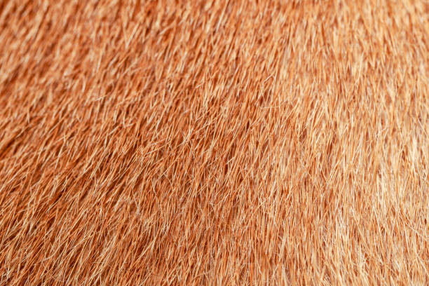 istock close up brown dog skin for texture and pattern. 1169903627