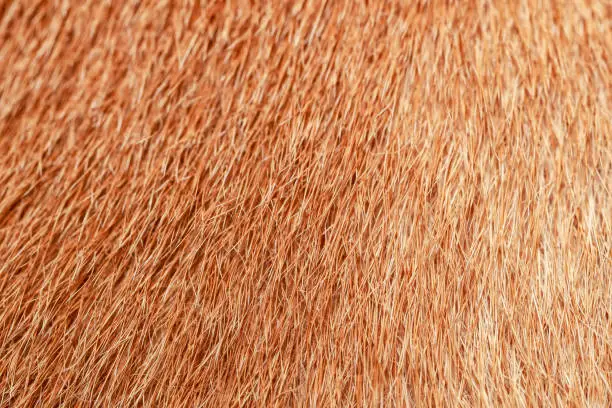 Photo of close up brown dog skin for texture and pattern.