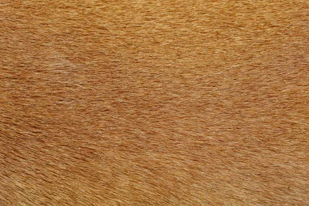 Photo of close up brown dog skin for texture and pattern.