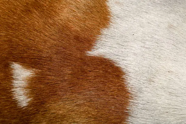 Photo of close up brown and white dog skin for texture and pattern.