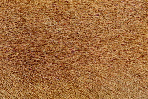 istock close up brown dog skin for texture and pattern. 1169903863