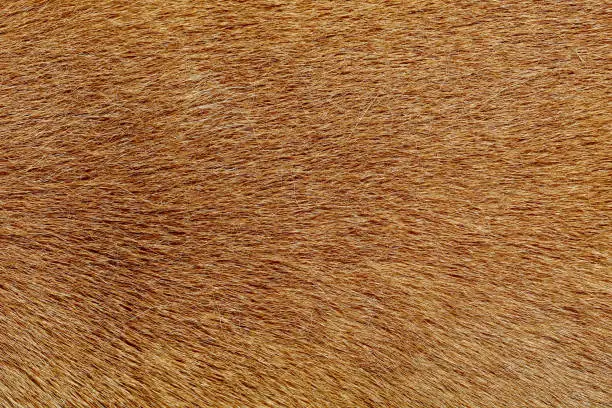 Photo of close up brown dog skin for texture and pattern.