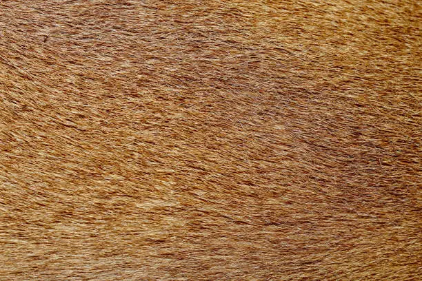 Photo of close up brown dog skin for texture and pattern.