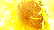 istock Sunflowers field 1169904626