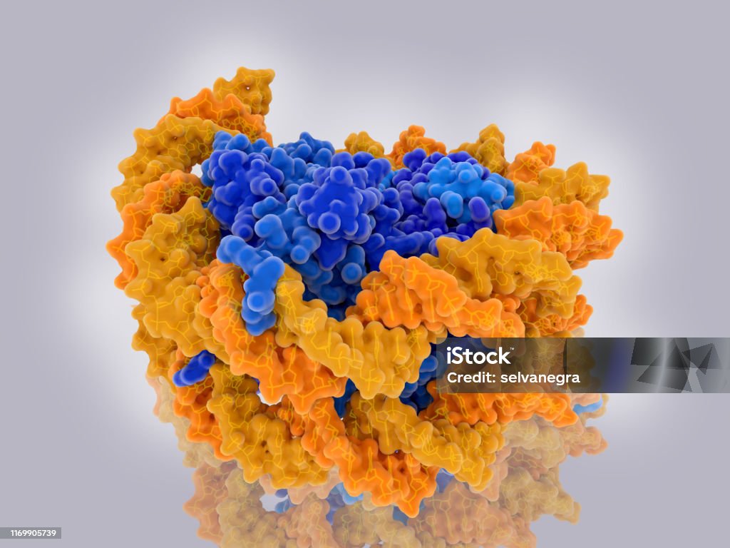 Structure of a nucleosome,  the fundamental unit of chromatin. DNA (yellow), histones (blues) Nucleosomes form the fundamental repeating units of eukaryotic chromatin. They consist of a segment of DNA wound in sequence around eight histone proteins (blue) and of about 146 base pairs.The paler segment is another nucleosome. Source: PDB entry 3afa. Helix Model Stock Photo