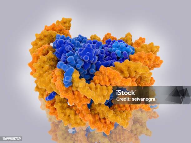 Structure Of A Nucleosome The Fundamental Unit Of Chromatin Dna Stock Photo - Download Image Now