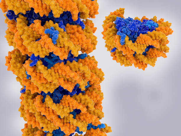 Chromatin strand and isolated nucleosome. DNA (yellow), histones (blue). stock photo