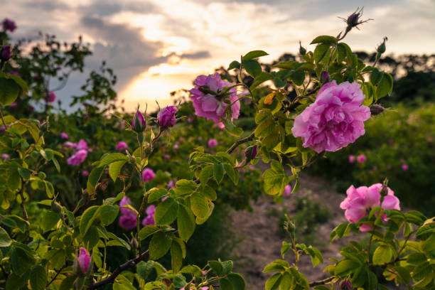 istock Valley of Roses 1169908924