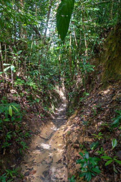 istock Penang National Park hiking path cutting deep through the muddy rain forest 1169909102