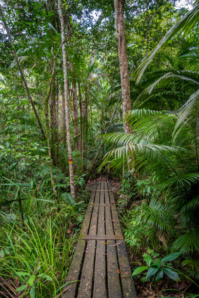 Penang National park wooden hiking path leading through tropical rain forest stock photo