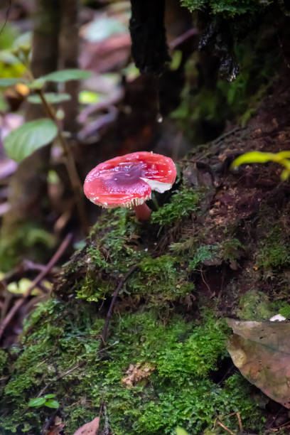 Fly agaric amanita poisonous mushroom in rain forest