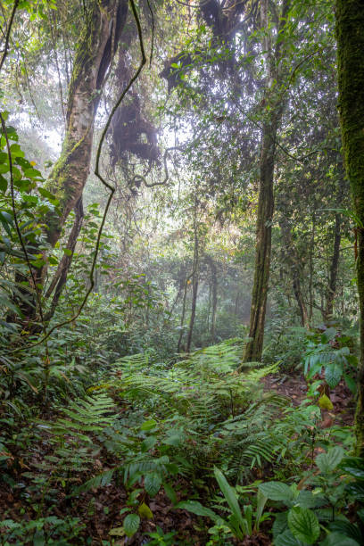 istock Fog and clouds in tropical rain forest at Cameron Highlands Malaysia 1169909138