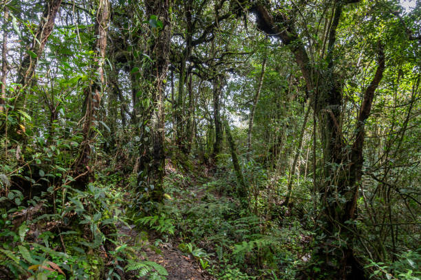 istock Mossy and wild rain forest at Cameron Highlands in Malaysia 1169909328
