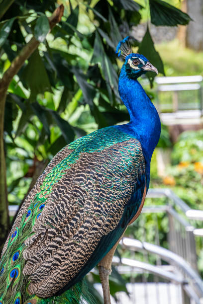 istock Peacock peafowl with beautiful colored feathers shining in blue and green 1169909453