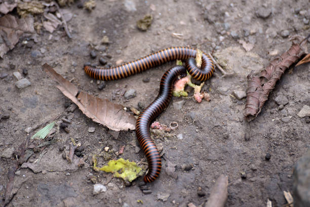 istock Scolopendra of Rwanda 1169909508