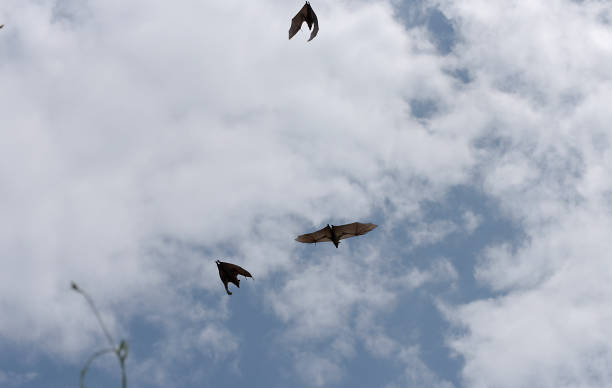 istock Straw-coloured fruit bat of Lake Kivu - Rwanda 1169909619